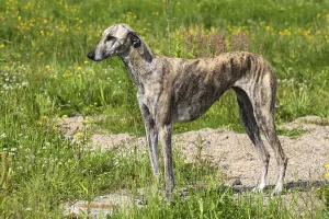 Sloughi, Arabian Greyhound, Slughi, Bitch