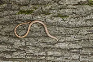 Slow worm (Anguis fragilis) adult reptile on a tree stump in summer