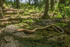Slow worm (Anguis fragilis) on floor of forest