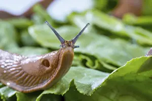 A slug in the garden eats a lettuce leaf