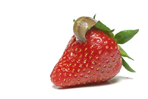 Slugs on strawberry, slug, snail plague