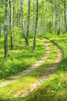 Smal road in birh forest