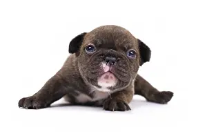 Small 3 weeks old Chocolate brindle colored French Bulldog dog puppy with blue eyes on white background