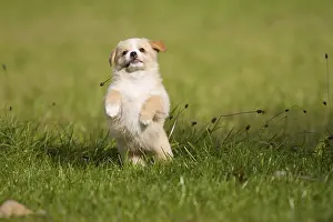 A small 7-week-old mixed breed puppy playing in a meadow