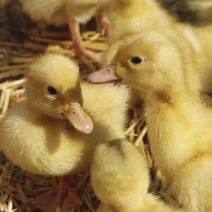 Several small amusing yellow ducklings on the litter of straw