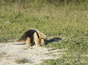 Small anteater (Tamandua tetradactyla)