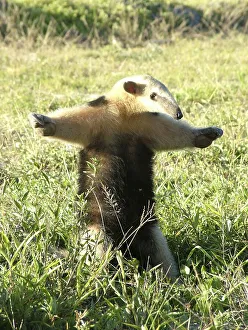 Small anteater (Tamandua tetradactyla) defending itself
