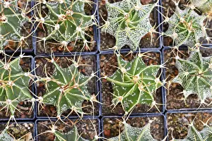 Many small Astrophytum Ornatum cactus in flower pot with stones