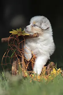 Small Australian Shepherd puppy in the garden