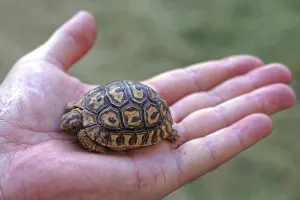 Small baby tortoise turtle in Kenya