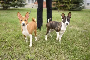 Framed Print : Small Basenji puppies enjoy a leisurely walk in the park with their owner