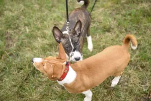 Framed Print : Small Basenji puppies are enjoying a leisurely walk on a grassy field with their owner