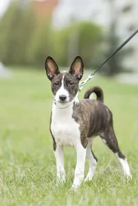 Small basenji puppy enjoy an outdoor walk with his owner