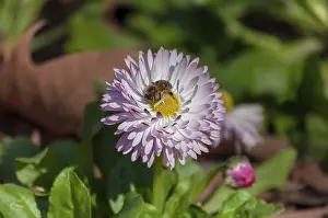 Small bee collecting pollen from a common daisy (Bellis perennis)