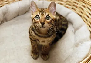 Small bengal kitten in a basket