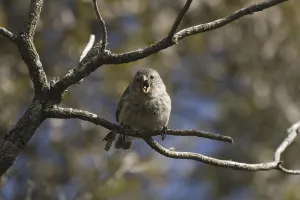 Small-billed Darwinfinch, Small-billed Darwinfinch