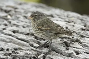 Small-billed Ground-finch (Geospiza fuliginosa)