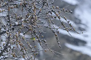 A small bird perched on snow-covered branches with pine cones in a serene winter setting