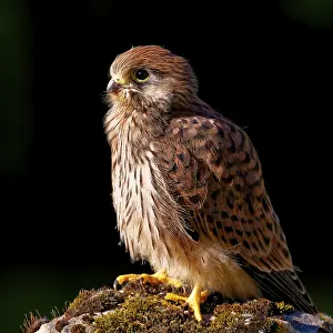 A small bird of prey resting on a moss-covered stone against a dark background