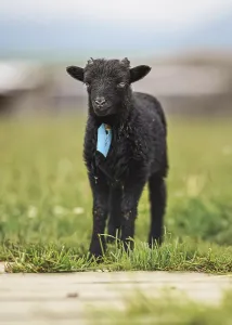 Small black ouessant or Ushant sheep lamb on green spring grass