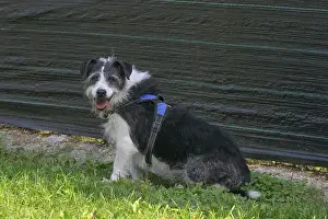Framed Print : A small black and white dog sits calmly on the grass facing the camera