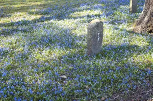 Small boundary stone standing in a field of blooming scilla flowers in spring sunlight