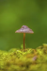 A small brown mushroom stands tall on a moss-covered forest floor against a green background
