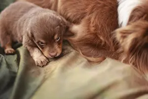 Small brown puppy is laying on a green blanket