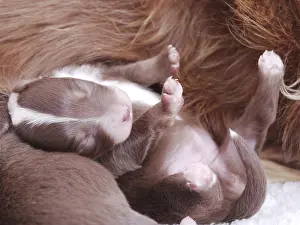 Small brown puppy is nursing from its mother