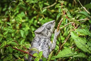 Small chameleon in the tropical madagascar rainforest