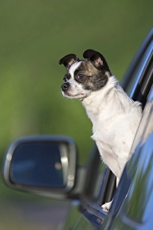 Small Chihuahua dog looking out of car window