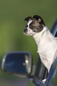 Small Chihuahua dog looking out of car window