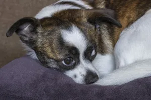 Small Chihuahua dog, resting, Germany, Europe