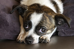 Small Chihuahua dog, resting, Germany, Europe