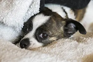Small Chihuahua dog, resting on woollen blanket