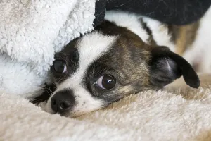 Small Chihuahua dog, resting on woollen blanket