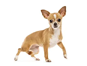 Small chihuahua pet standing in studio with front paw lifted looking forward