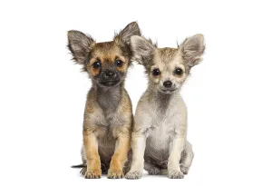 Two small chihuahua puppies sitting side by side on a white background