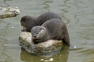 Small-Clawed Otter, Aonyx cinerea