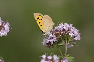 Small copper butterfly (Lycaena phlaeas)