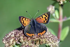 Small Copper, Lower Saxony, Germany (Chrysophanus amphidamas)