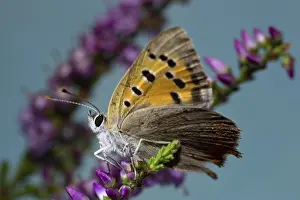 Small copper (Lycaena phlaeas)