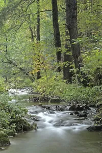 Small creek in Schwarzbachtal