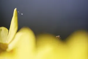 Small cross spider (Araneus) on a silken thread