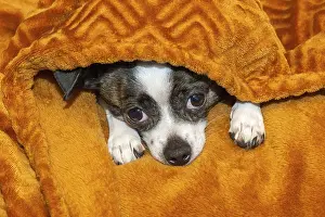 A small dog finds shelter under a soft