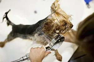 Framed Print : Small dog getting rinsed with a handheld showerhead during a bath
