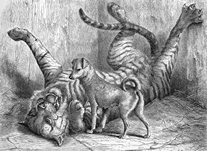 A small dog plays with a young tiger with whom he grew up together