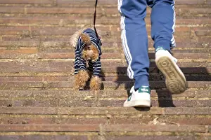 Small dog with striped dog coat