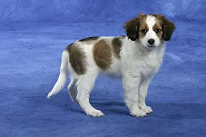 Small Dutch Waterfowl Dog, puppy