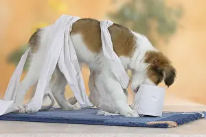Small Dutch Waterfowl Dog, puppy